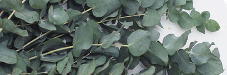 Eucalyptus