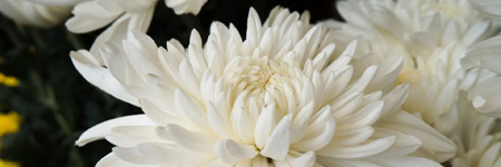 Football Chrysanthemums