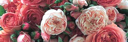 Roses - Garden and David Austin