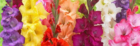 Gladiolus