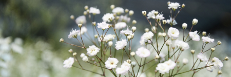 Baby's Breath (Gypsophila)