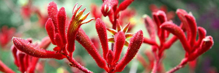 Kangaroo Paws