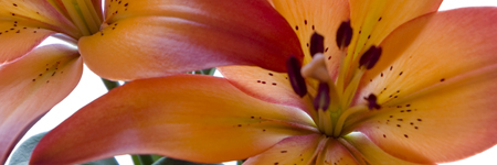 (image for) Lilies - LA Hybrids