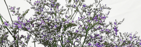 Limonium (Latifolium)