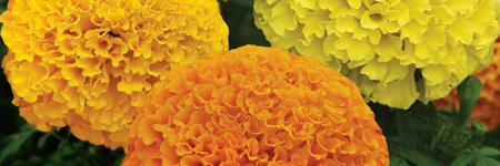 Marigolds