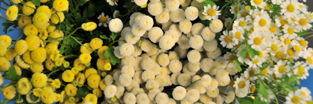 Matricaria (Feverfew)