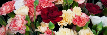Carnations - Minis