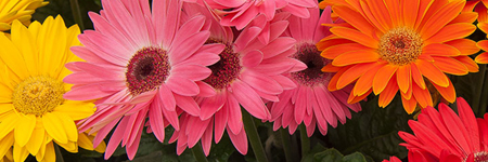 Gerberas - Minis