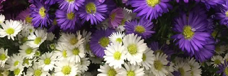 Asters (Monte Casino)