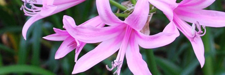 Nerine - Amarines