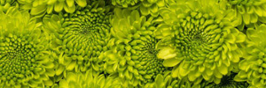 (image for) Novelty / Kermit / Button Poms