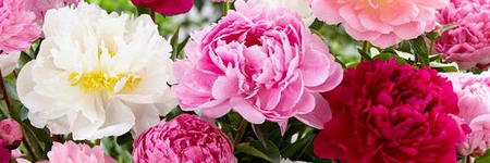 Peonies