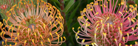 Pin Cushion Protea