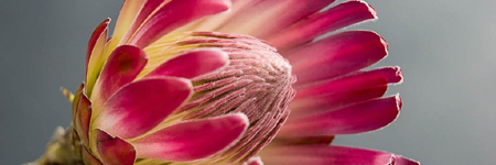 Protea