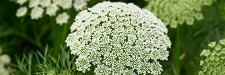 Queen Ann Lace