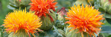 Safflower