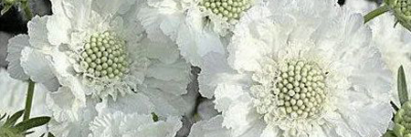 Scabiosa