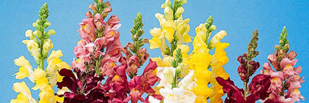 (image for) Snapdragons