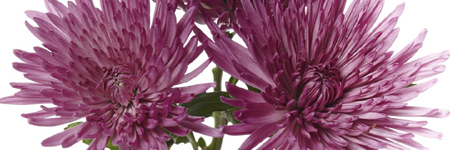 Spider Chrysanthemums