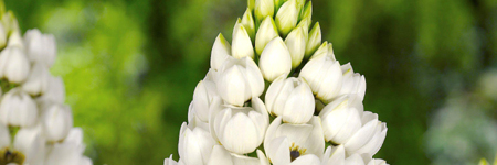 Star of Bethlehem (Orinthogalum)