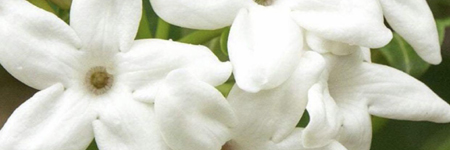 Stephanotis