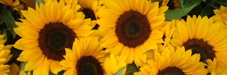 Sunflowers