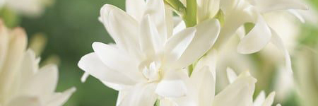 Tuberose