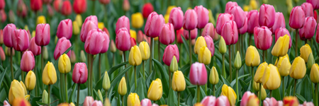 Tulips