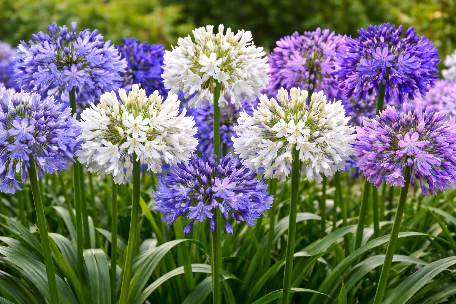 (image for) Agapanthus