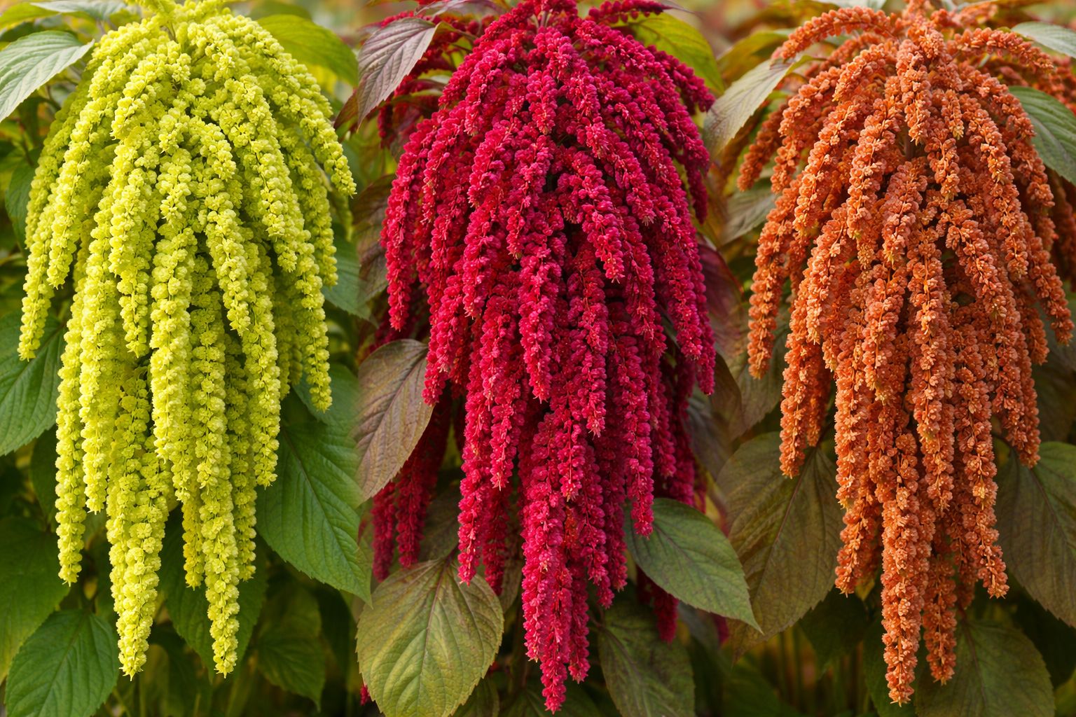 (image for) Amaranthus