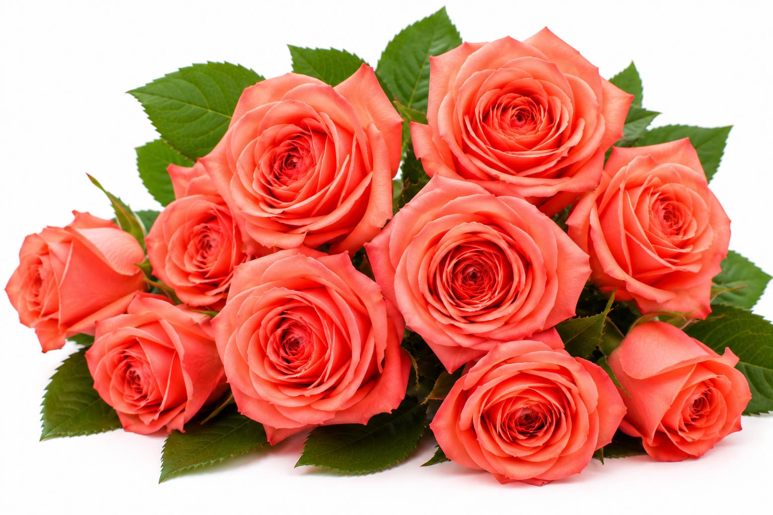 (image for) Coral