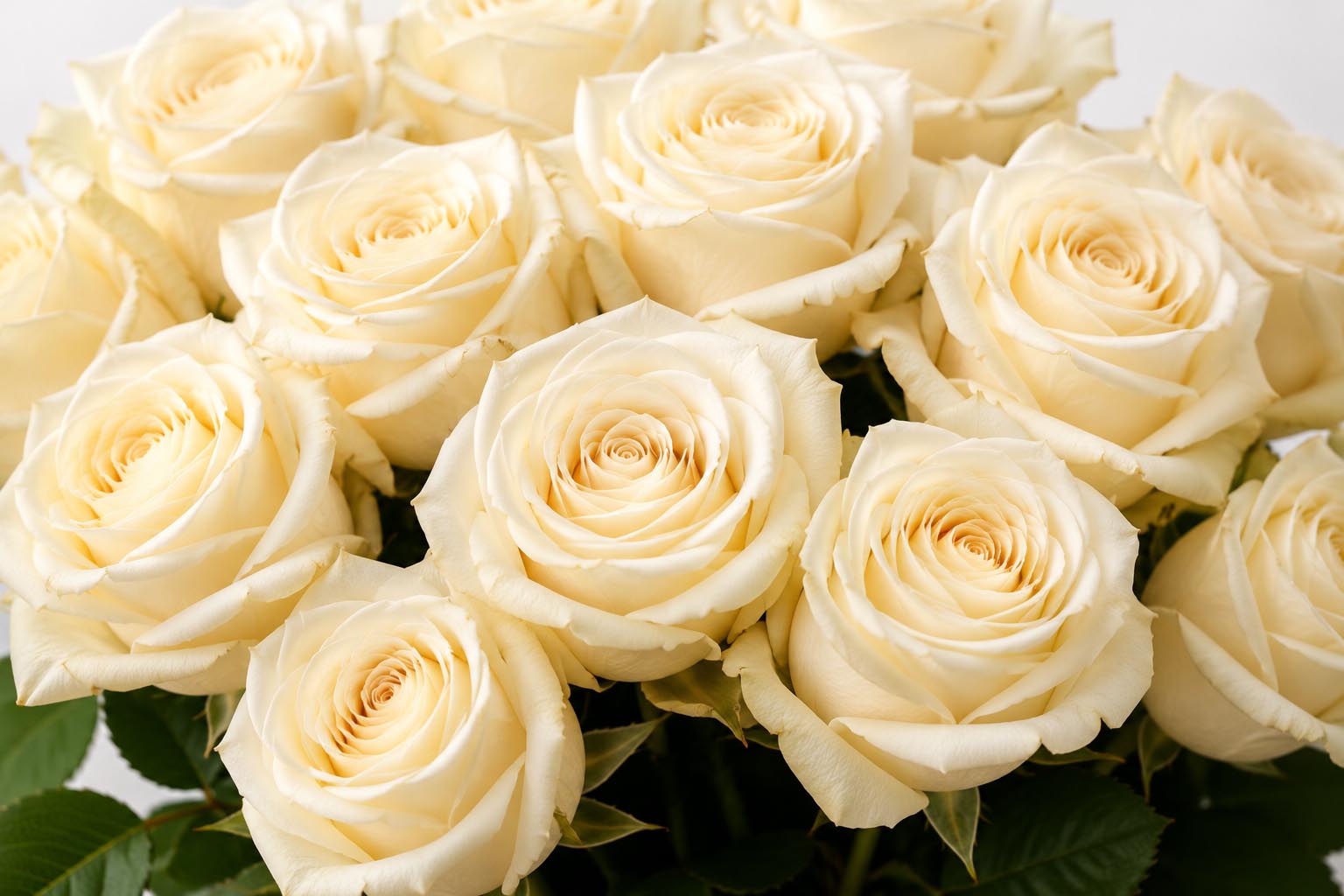 (image for) Cream Stem Roses