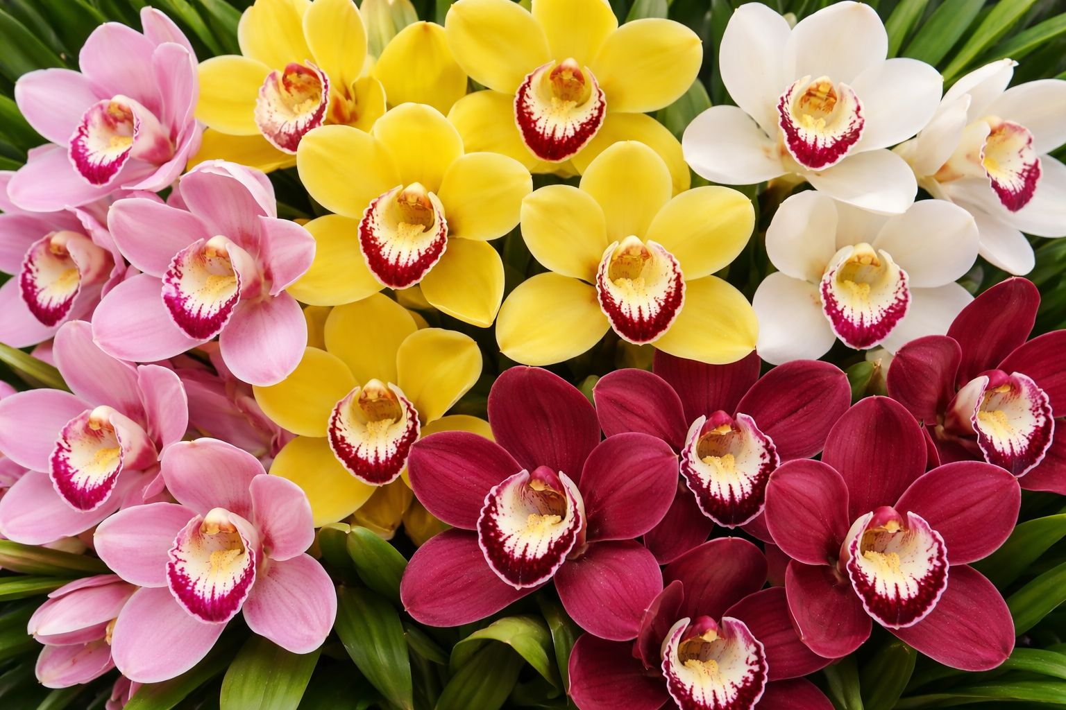 (image for) Cymbidium Orchids