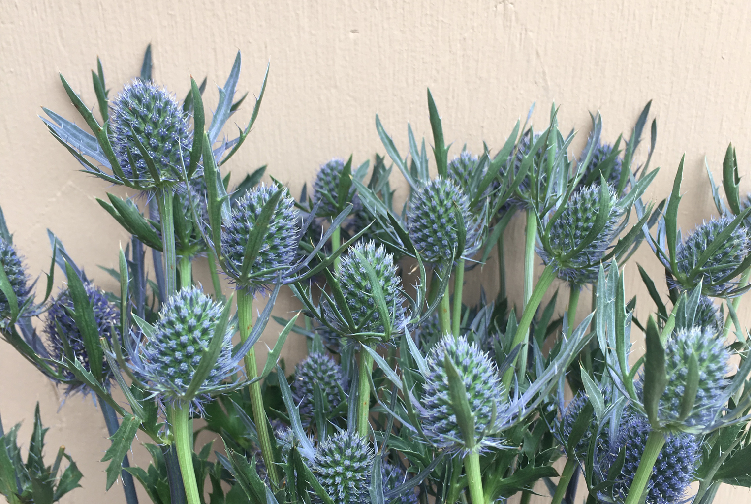 (image for) Eryngium - Sea Holly