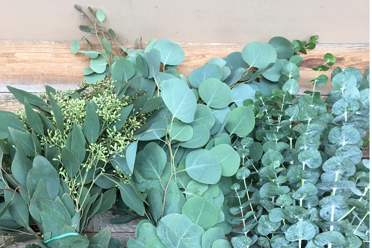 (image for) Eucalyptus