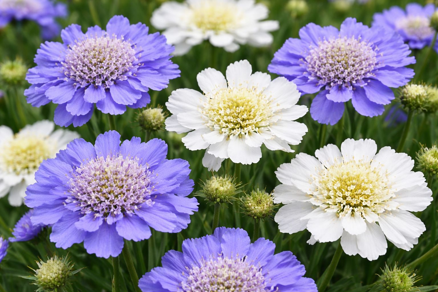 (image for) Scabiosa