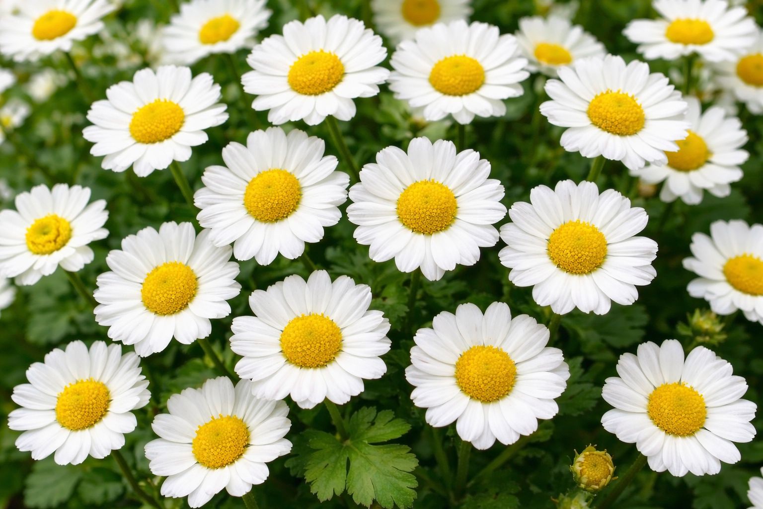(image for) Matricaria (Feverfew)