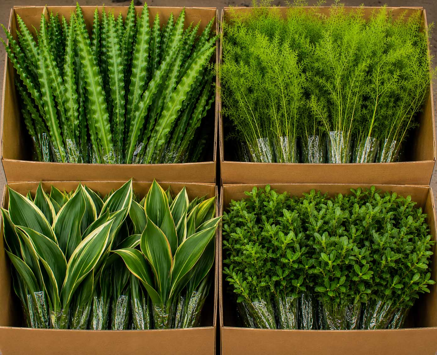 (image for) 10 Bunch Florida Greens Consumer Boxes