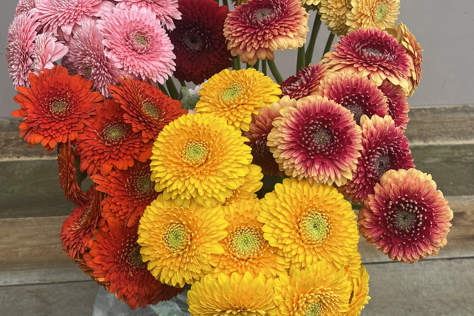 (image for) Gerrondos/Pomponi Gerberas