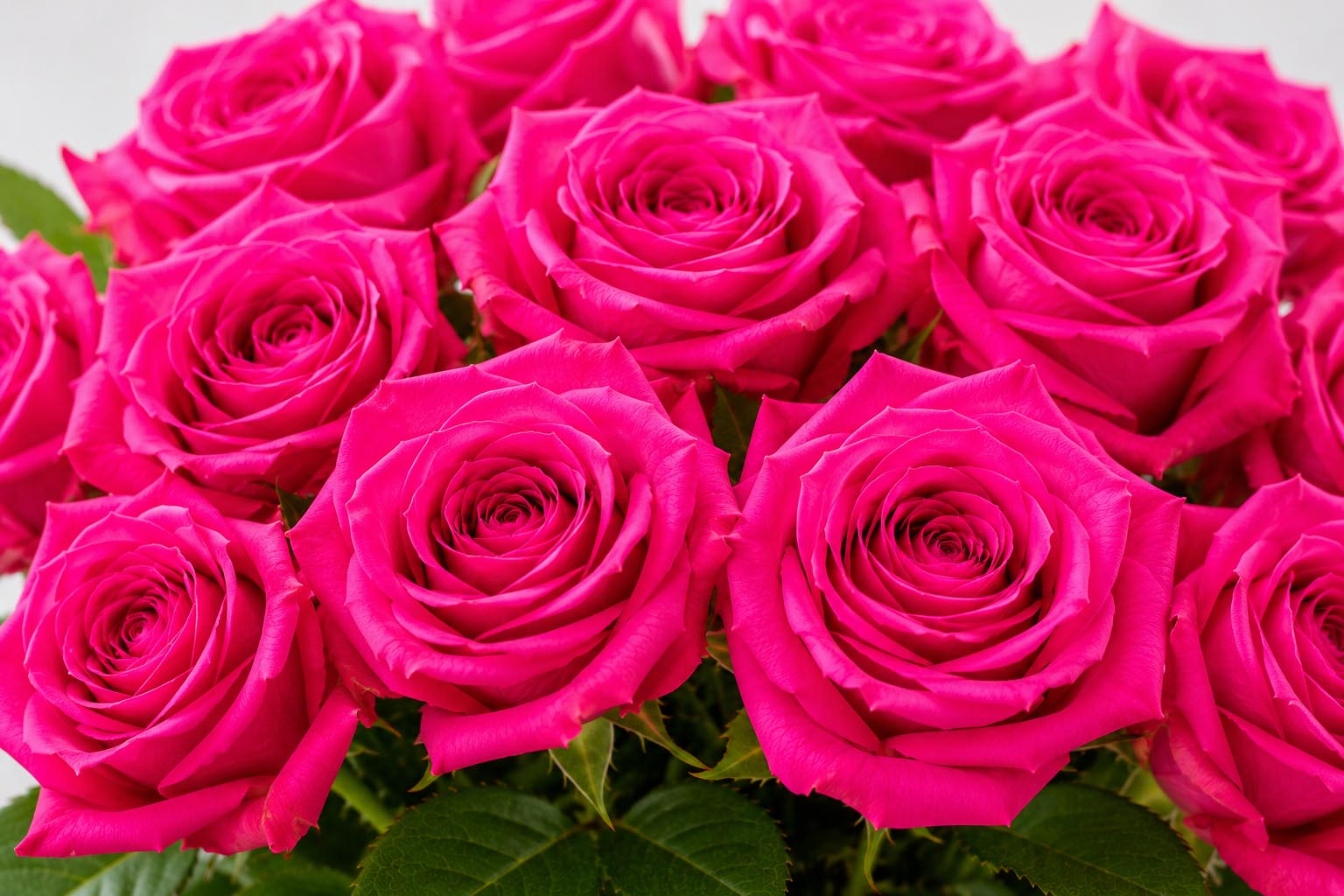 (image for) Hot Pink Stem Roses