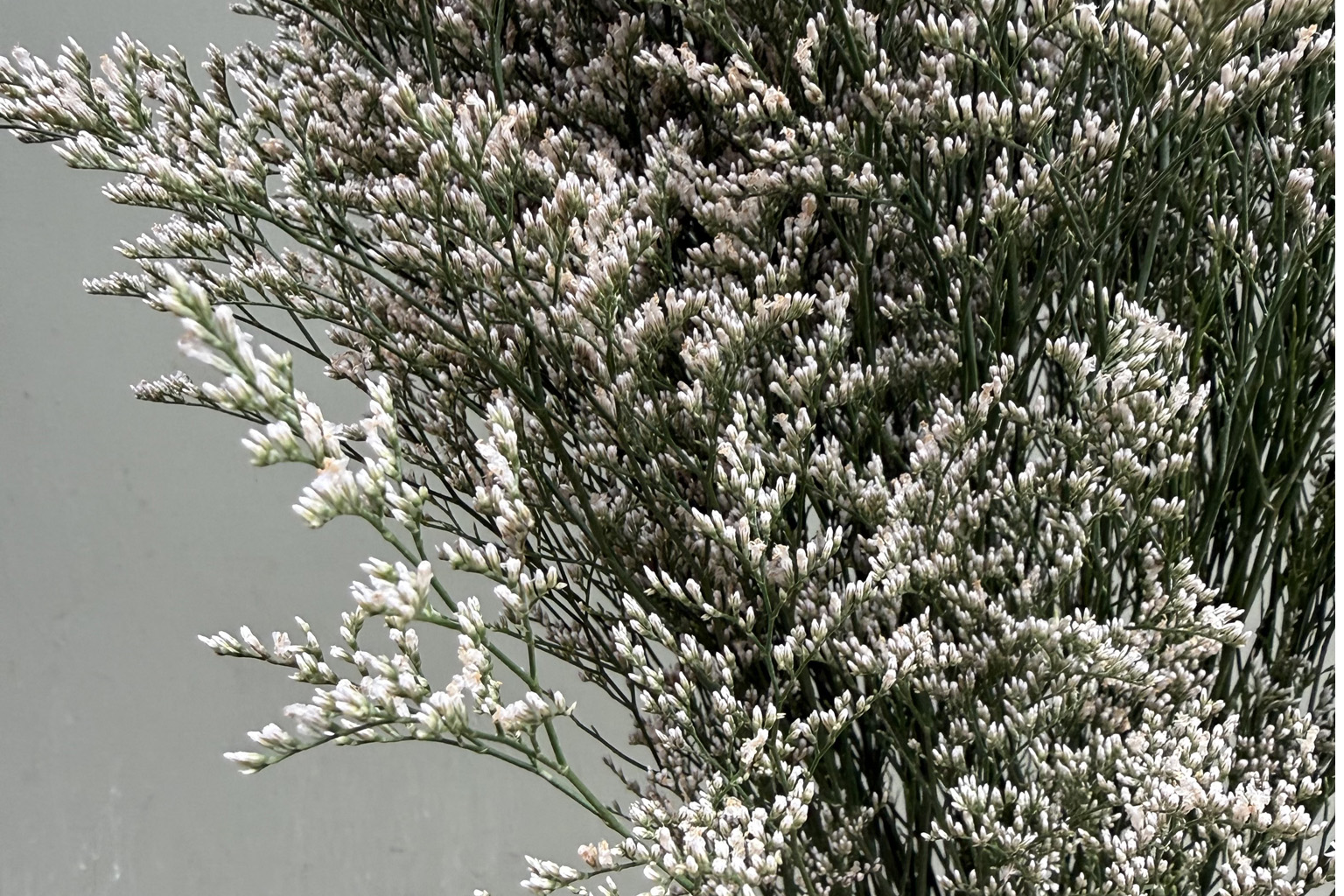 (image for) Limonium (Latifolium)