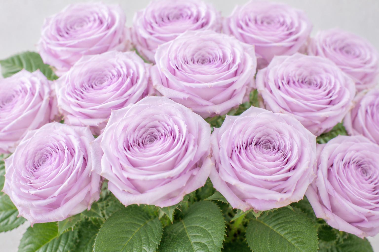 (image for) Lavender