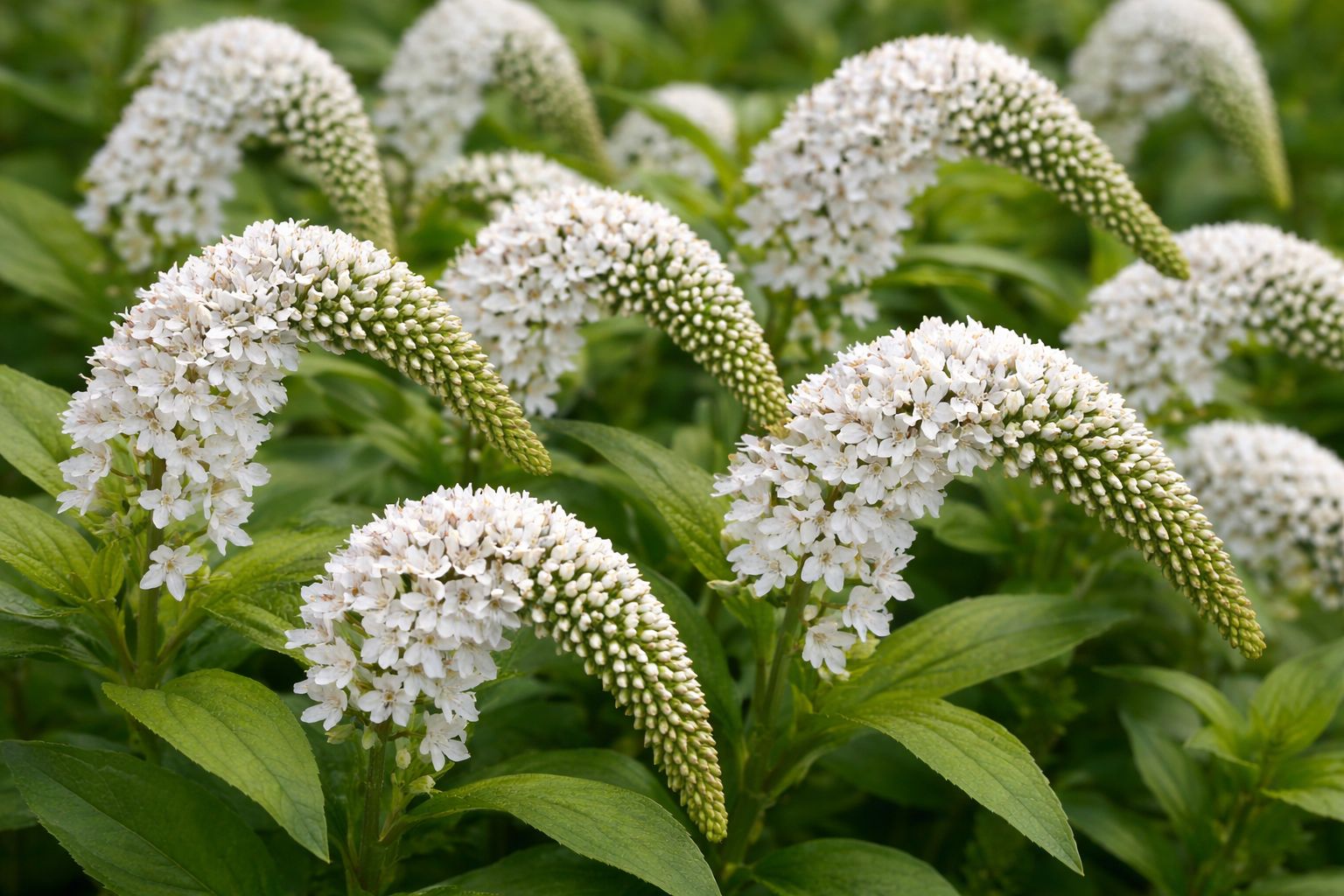 (image for) Lysmachia