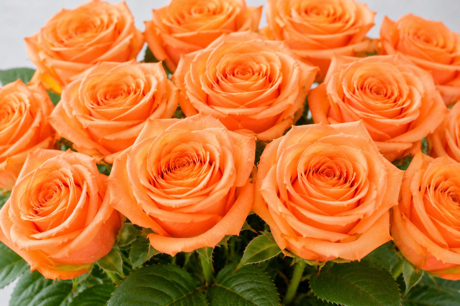(image for) Orange Stem Roses