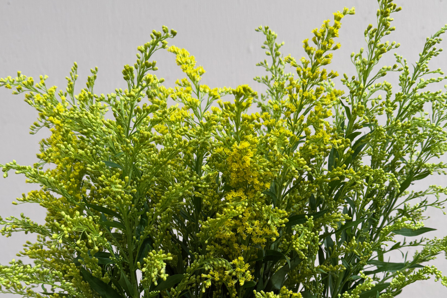 (image for) Solidaster