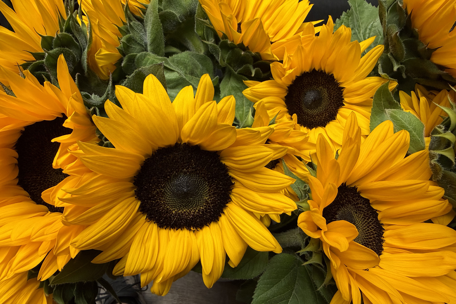 (image for) Sunflowers