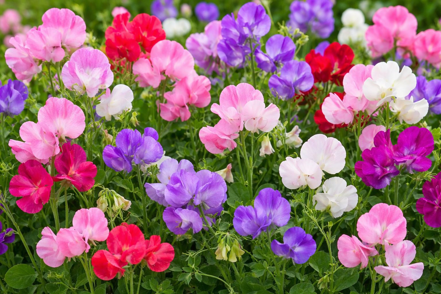 (image for) Sweet Peas