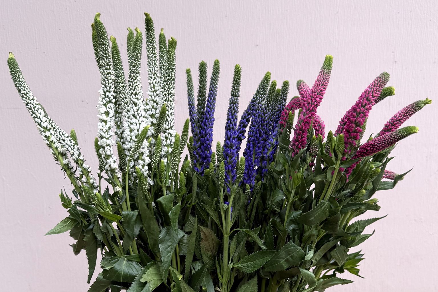 (image for) Veronica