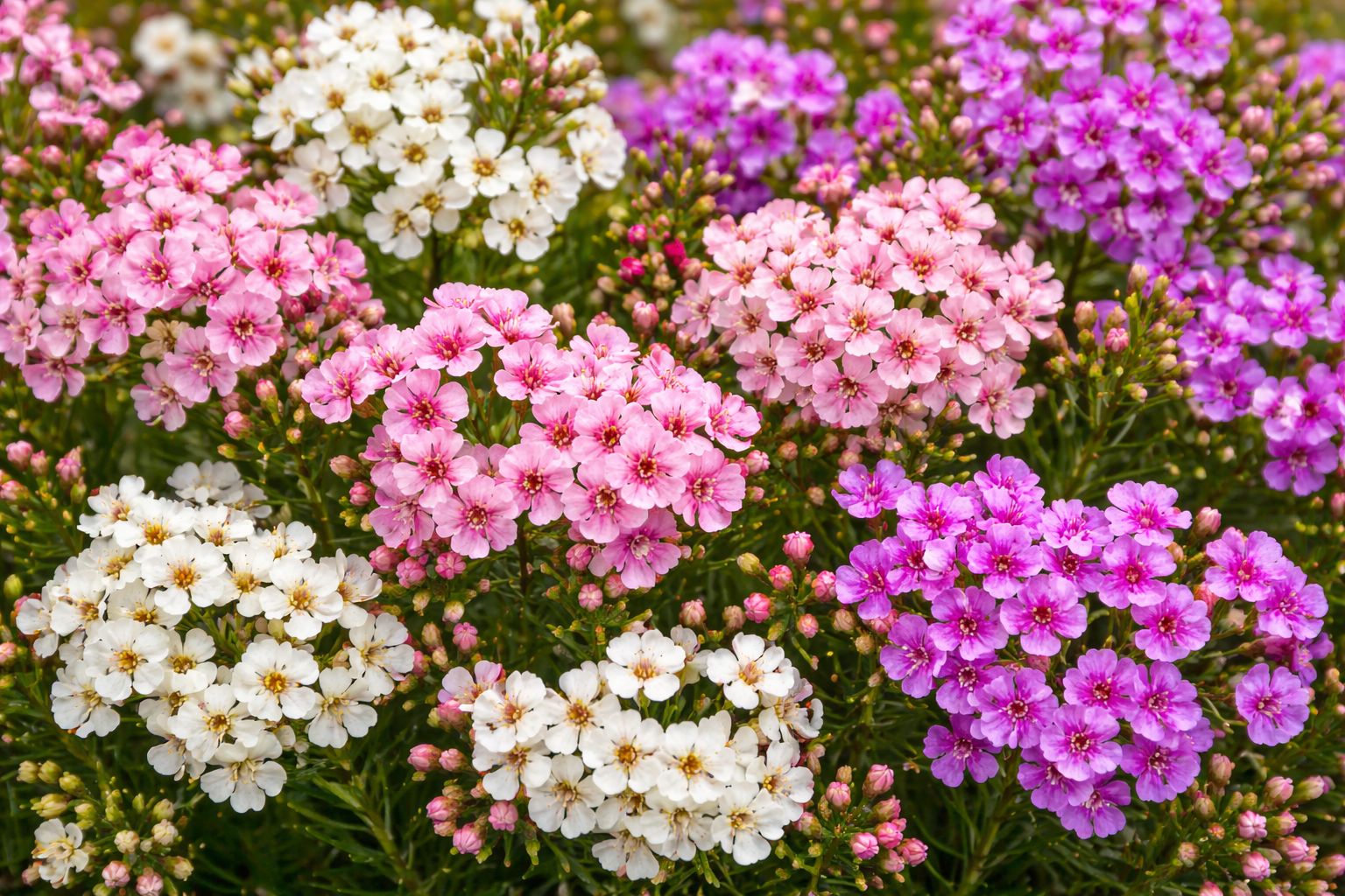 (image for) Waxflower