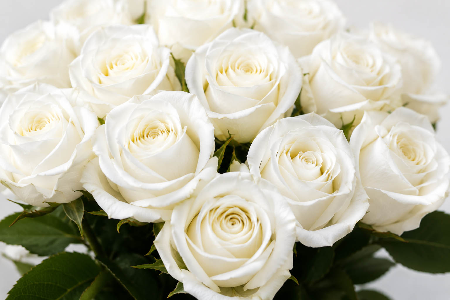 (image for) White Stem Roses